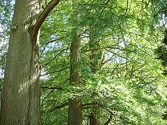 024 Longwood Gardens [2008 August 23]